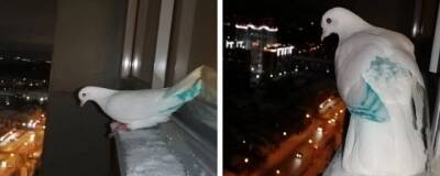 Голубь с необычными крыльями уселся на подоконник к жителю Новосибирска