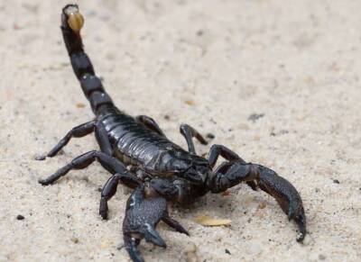 Более 500 человек пострадали от укусов скорпионов в Египте