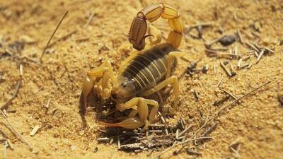 В Египте 3 человека умерли и более 500 пострадали от укусов скорпионов