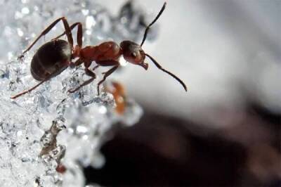 Муравейник никогда не спит. Как переживают зиму муравьи в наших широтах?