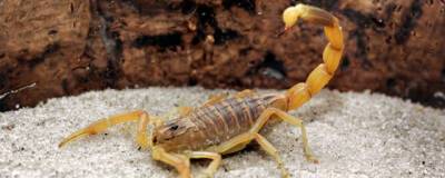 На юге Египта от укусов скорпионов скончались три человека