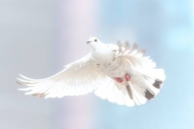 Одинокий голубь с голубыми крыльями прилетел к жителю Новосибирска