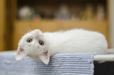 Финские ученые выявили семь ключевых качеств кошек