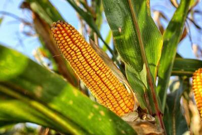 Профессор Мацумото раскрыл главные тайны обычной кукурузы