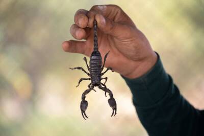 В Египте всего за сутки от укусов скорпионов пострадали более 500 человек