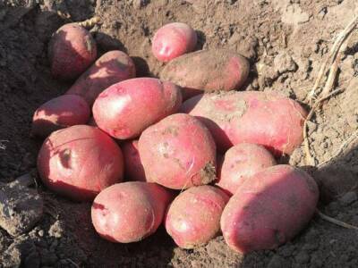 Сорт картофеля Альвара: характеристика и описание, фото, отзывы