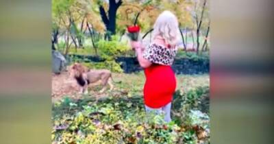 Бросала деньги и признавалась в любви: посетительница зоопарка залезла в вольер к львам (видео)