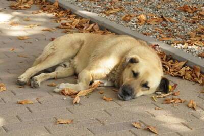 У саратовских пенсионеров не хватает денег для кормления бездомных собак