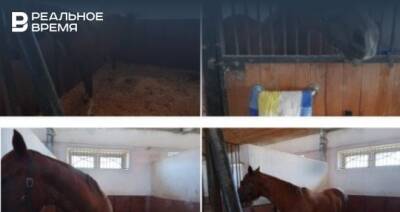 Власти Татарстана выставили на торги четырех спортивных лошадей