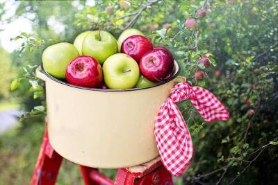 Sad24: Польские фермеры хотят санкциями "наказать Россию" за запрет экспорта яблок