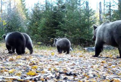 Медвежье семейство вновь попало в фотоловушку Нижне-Свирского заповедника