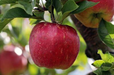 Чем подкормить яблоню на зиму, чтобы лучше плодоносила