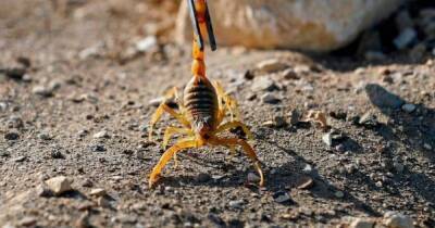 В Египте от укусов скорпионов погибли 3 человека, и 450 пострадали