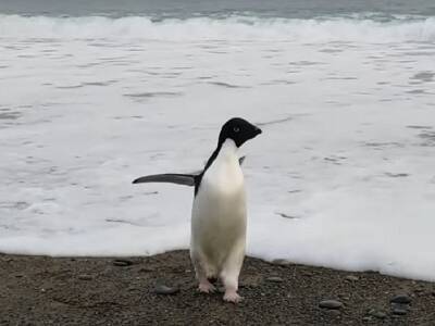 Пингвин из Антарктиды преодолел 3000 км и очутился в Новой Зеландии