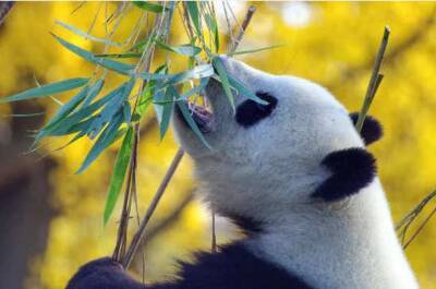 Секрет раскраски панд разгадали ученые