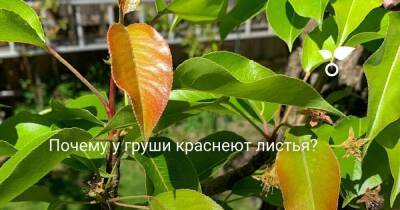 Почему у груши краснеют листья? - skuke.net