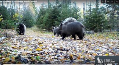 Медвежье семейство попало в фотоловушку Нижне-Свирского заповедника в Ленобласти