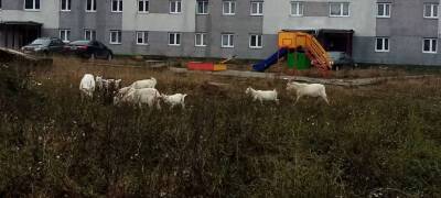 Козы с козлятами замечены на пути к школе в райцентре Карелии
