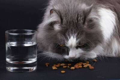 5 ошибок при кормлении кошки сухим кормом