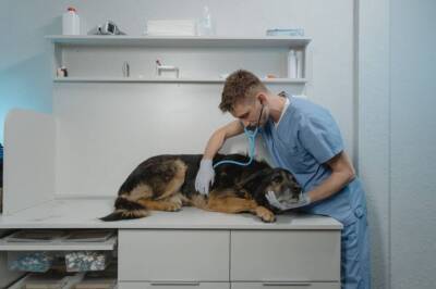 5 неочевидных признаков, что собаку пора показать ветеринару