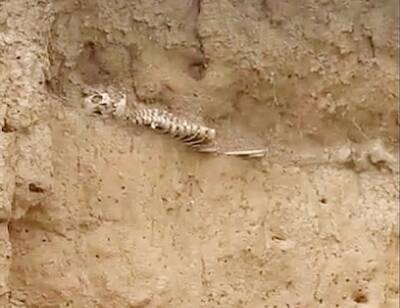 В Крыму на пляже туристы нашли в песке человеческие кости