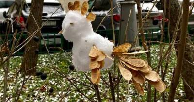 На дереве в московском дворе появилась «зимняя птица счастья»