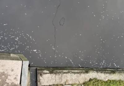 Рыба в пене всплыла брюхом кверху в Дудергофском канале