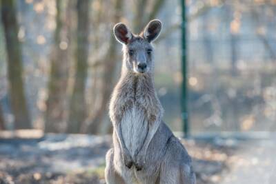 В зоопарке Ростова выбирают имена для двух серых кенгуру
