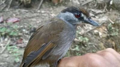 Птица, прятавшаяся от людей 170 лет, попала в кадр на Борнео (видео)