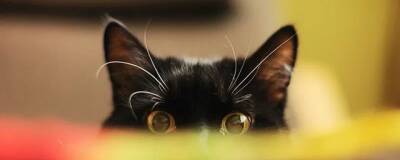 Сахо Такаги: возможно, кошки обладают более глубоким интеллектом, чем думают люди