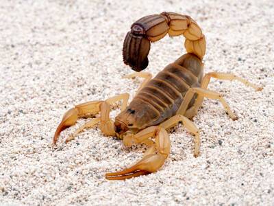 Курортный город Египта наполнили скорпионы, есть погибшие