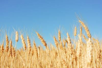 Ученые идентифицировали ген, влияющий на урожайность пшеницы и мира