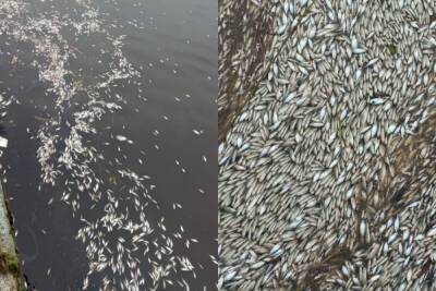 Белая пена погубила рыбу в Дудергофском канале