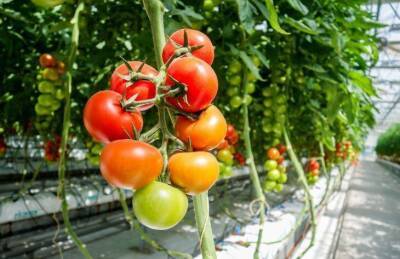 Можно ли сажать помидоры и перцы в одной теплице: что говорят дачники