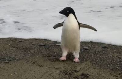 В Новую Зеландию из Антарктиды впервые почти за 30 лет приплыл пингвин. Он преодолел около 3000 км