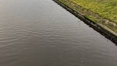 На месте массовой гибели рыбы в Дудергофском канале обнаружили странную пену