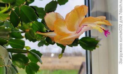 Шлюмбергера усеченная: цветочки-бабочки на моем окне