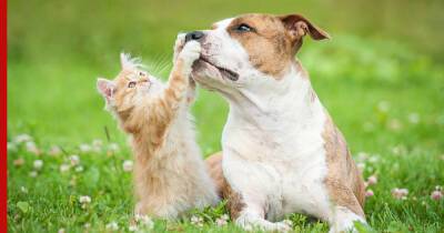 Дружелюбные и игривые: топ-6 пород кошек, которые хорошо уживаются с собаками