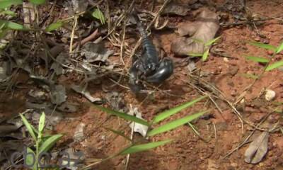 В Египте нашествие ядовитых скорпионов: уже умерли три человека
