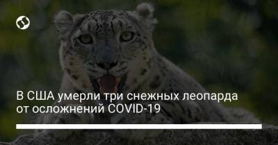 В США умерли три снежных леопарда от осложнений COVID-19