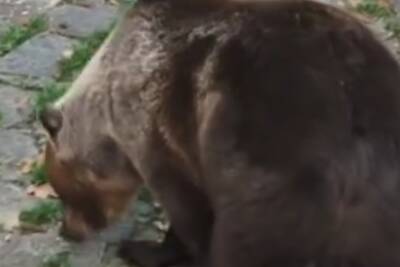 В горах Сочи медведь вышел к людям в поисках пищи