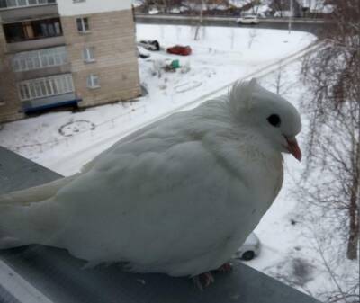 В Новосибирске ручной голубь сбежал со свадьбы
