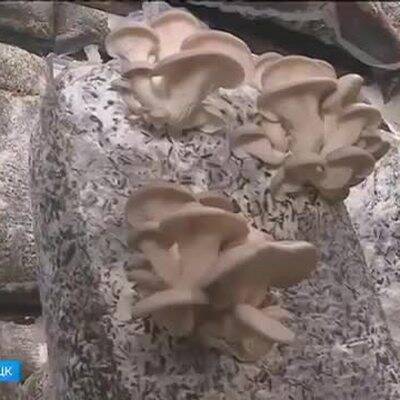 В подмосковных лесах уже можно встретить такие зимние грибы