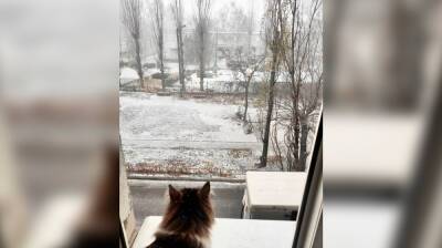 Воронежцы поделились фото и видео ноябрьского снега