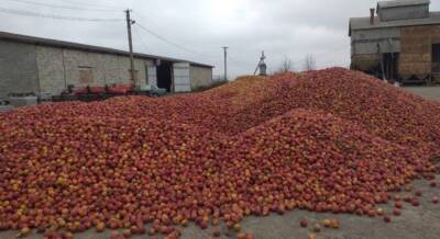 Проще выбросить, чем продать: фермеры решили оставить урожай яблок на удобрение