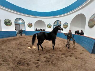 Беловодск – столица конных заводов Украины: в краеведческом музее презентовали новые культурные продукты