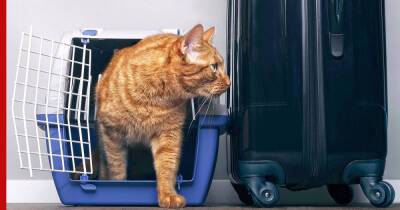 Коты-путешественники: 5 пород, которые легко переносят поездки