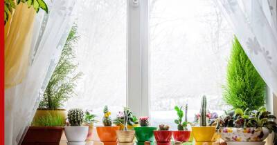 Период покоя: какие комнатные растения не рекомендуют удобрять осенью и зимой