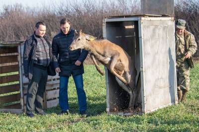 В Ростовской области в естественную среду обитания выпустили оленей и ланей