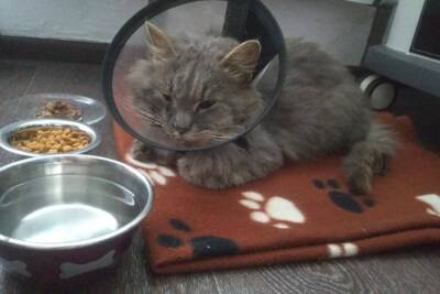 Кот, который жил на трубах в Твери, вернулся домой